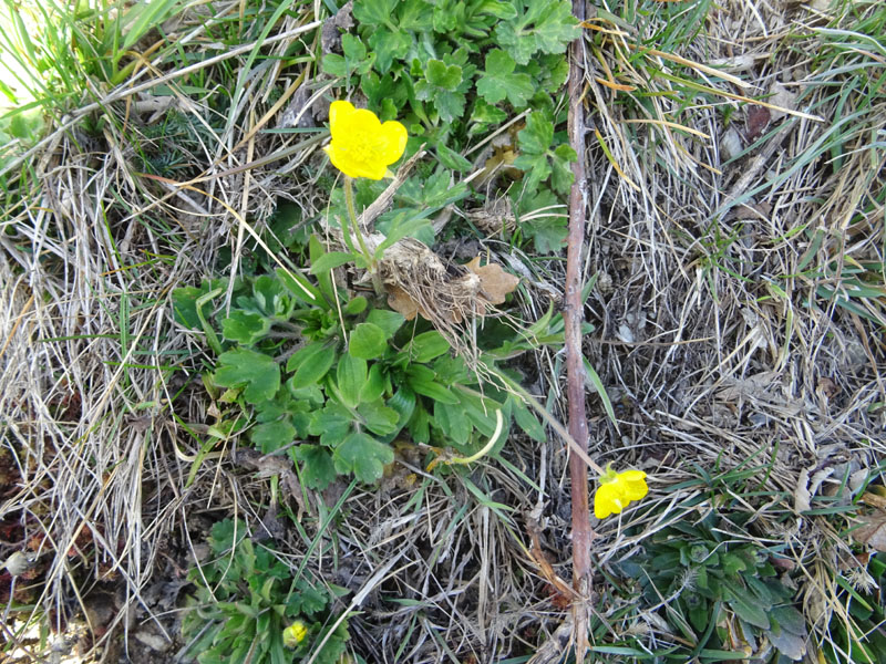 Ranunculus montanus ?